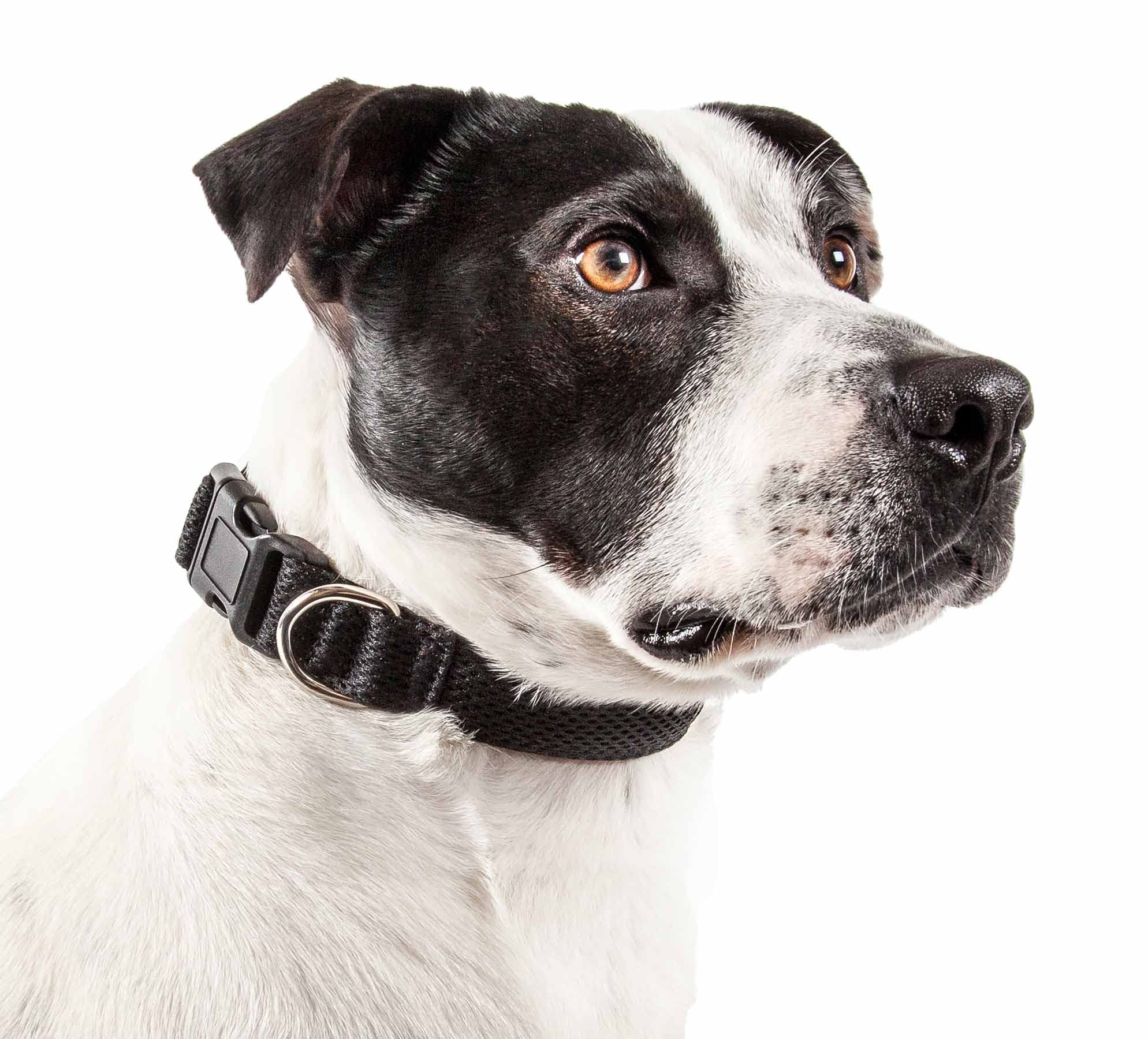 Pet Life 'Aero Mesh' 360 Degree Dual Sided Comfortable And Breathable Adjustable Mesh Dog Collar(D0102H70Hdg.)