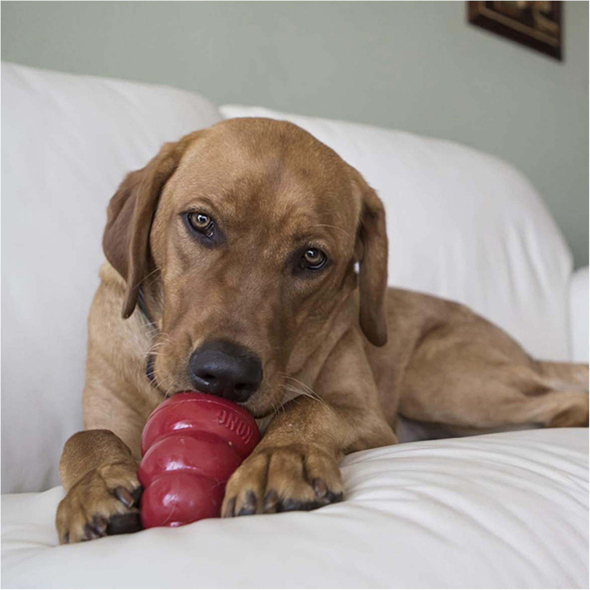 KONG - Snacks - All Natural Dog Treats - Peanut Butter Biscuits - Small (Best Used Classic Rubber Toys)