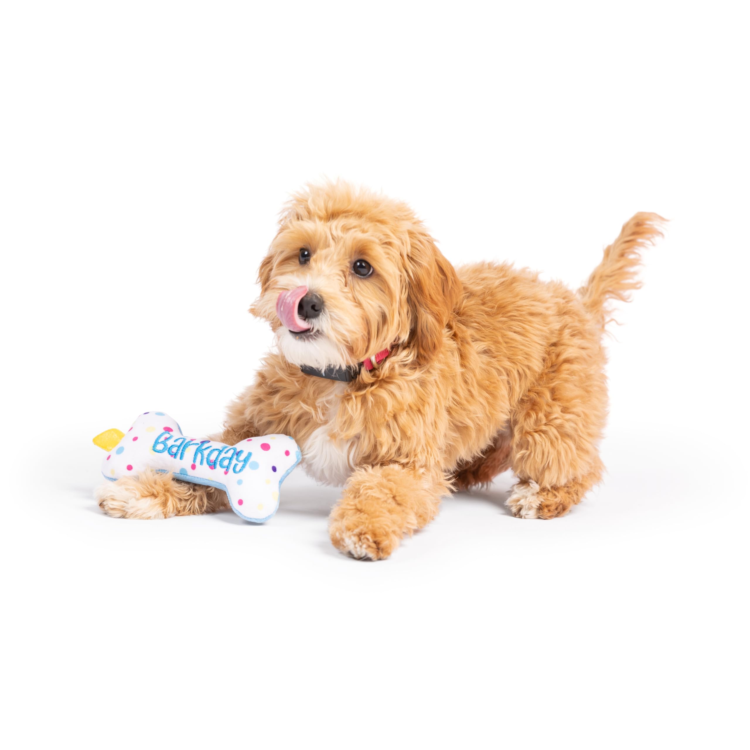 Huxley & Kent H&K Dog Tiny Tuff It'S My Barkday Bone