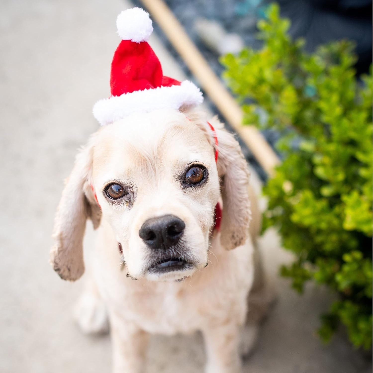 Huxley & Kent Pet Hat | Santa (Extra-Large) | Fun Christmas Holiday Hat For Dogs/Cats | Cute, Comfortable And Fun | Snugfit Stri