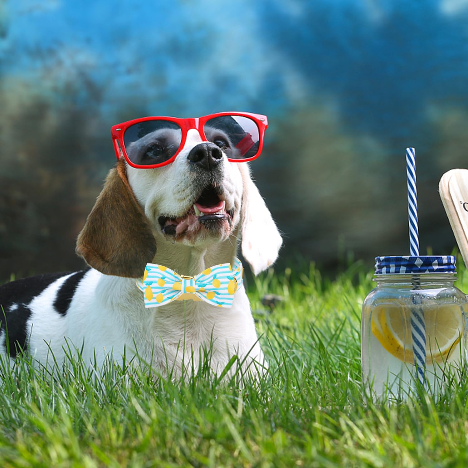 Maca Bates Summer Lemon Dog Collar With Bow Bowtie For Dogs Adjustable Breakaway Bows Tie Collars Accessories Birthday Gift For