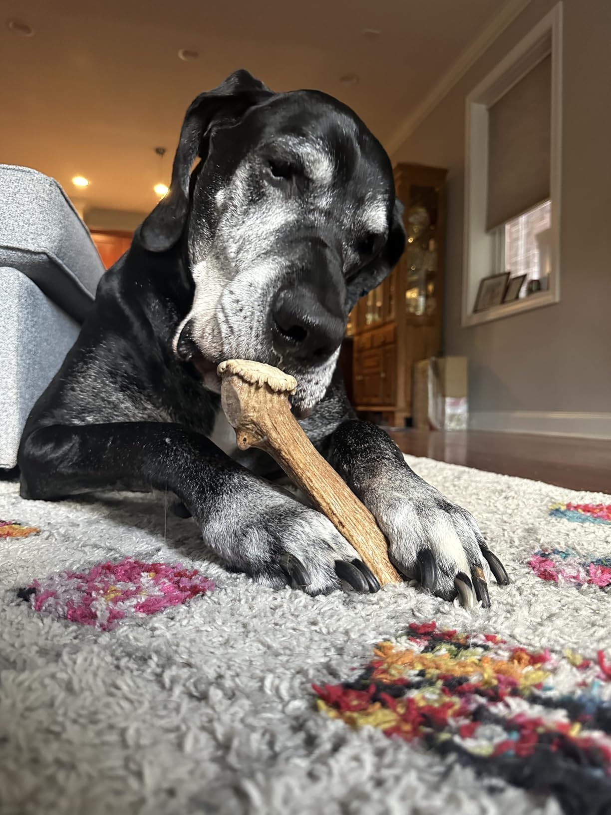 WhiteTail Naturals - Deer Antlers for Large Dogs (2 Pack- Jumbo XXL) All Natural Antler Dog Chew - Naturally Shed, Long Lasting