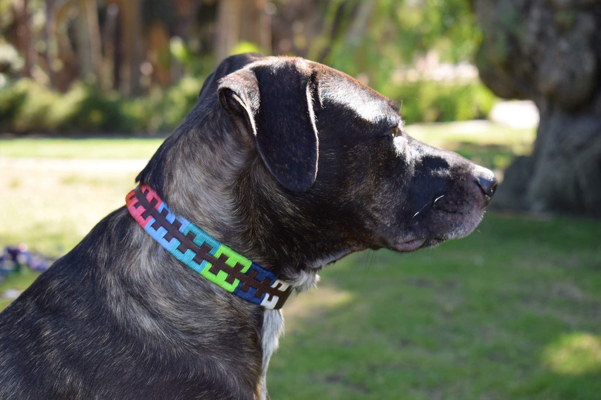 Gaucho Goods Leather Dog Collar - Zephyr (M)