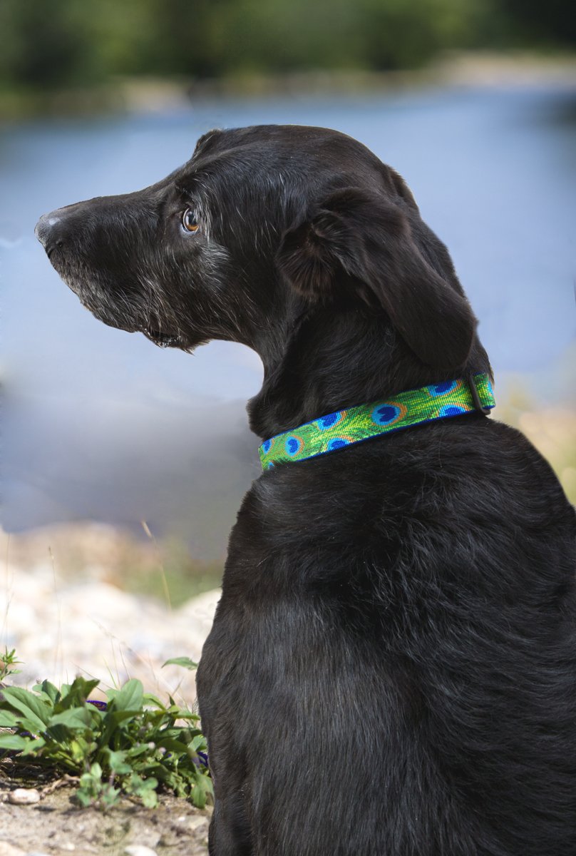 DOG COLLAR 16-28ADJ TLFR (Pack of 1)