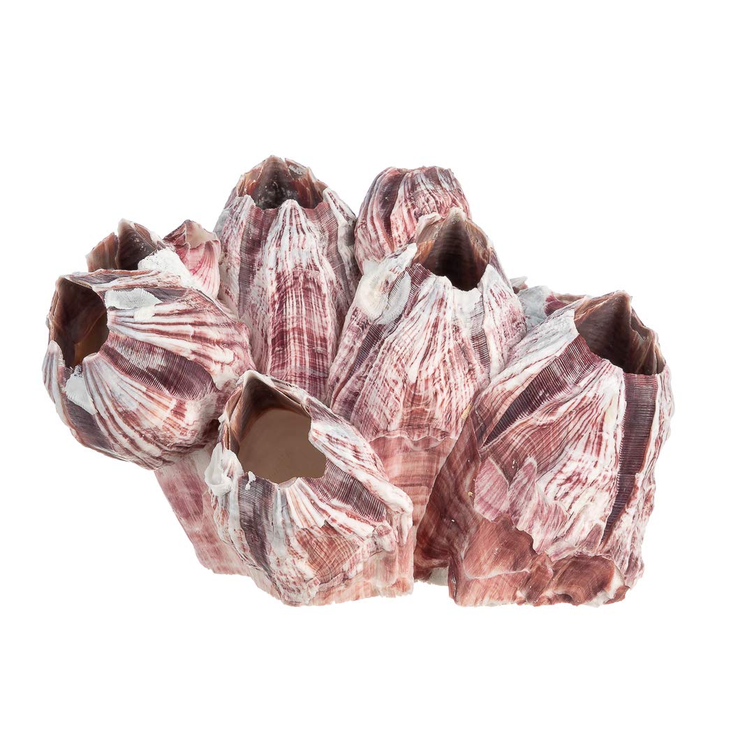Real Purple Barnacle Cluster - 3-5' - Aquarium Ornament Piece For Decoration - Natural Barnacle Cluster For Craft And Decor - Plus Free Nautical Ebook By Joseph Rains