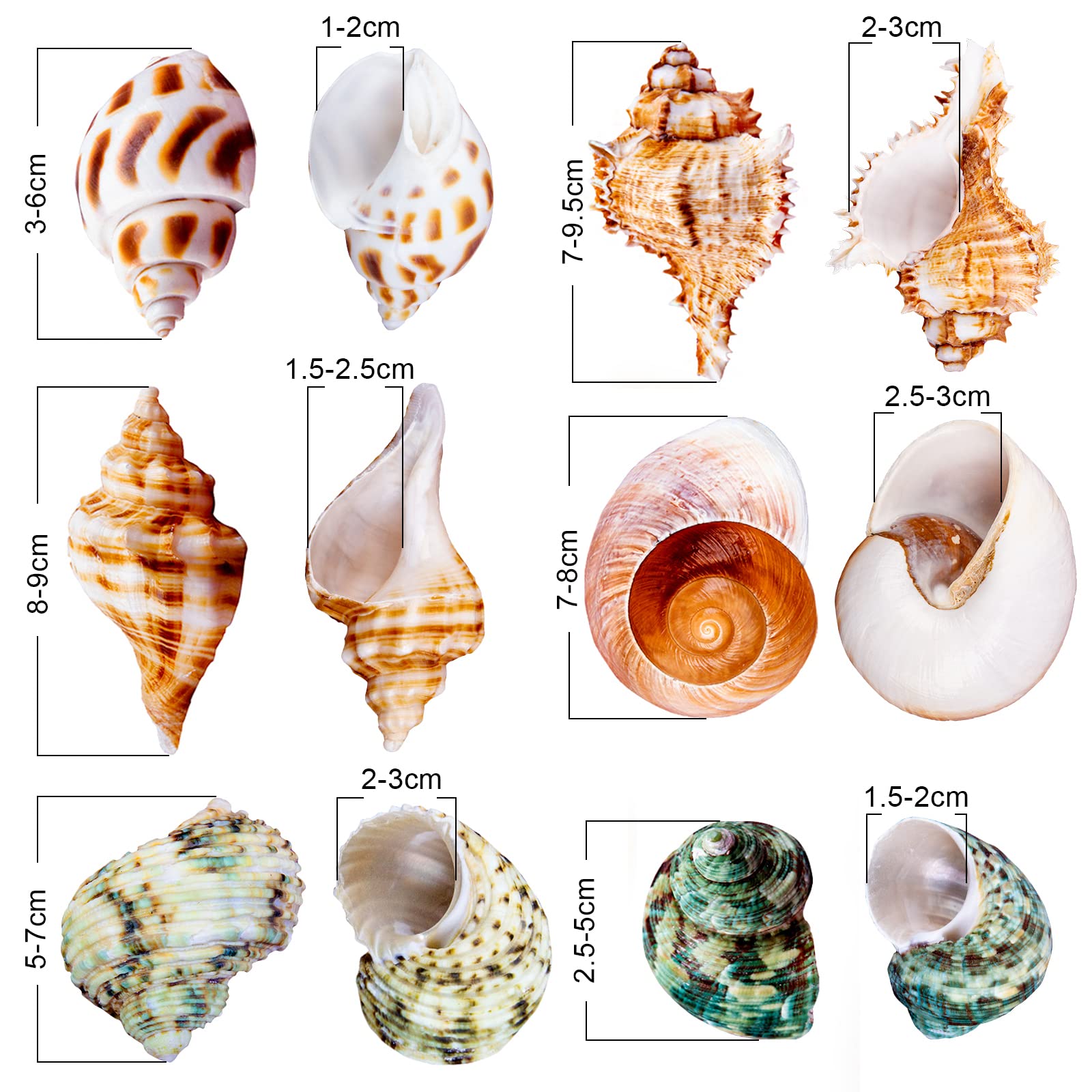 9Pcs Hermit Crab Shells Large Small Growth Turbo Seashell Supplies Natural Sea Conch Home Decor