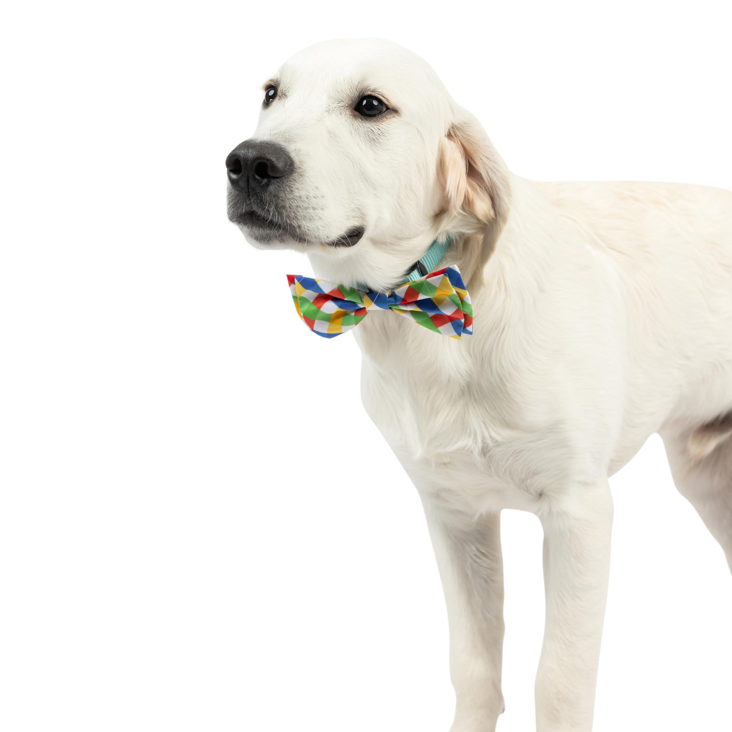 Huxley & Kent Bow Tie For Pets - Summertime Check (Large) - Spring Bow Tie Collar Attachment - Fun Collar Accessory For Dogs & C