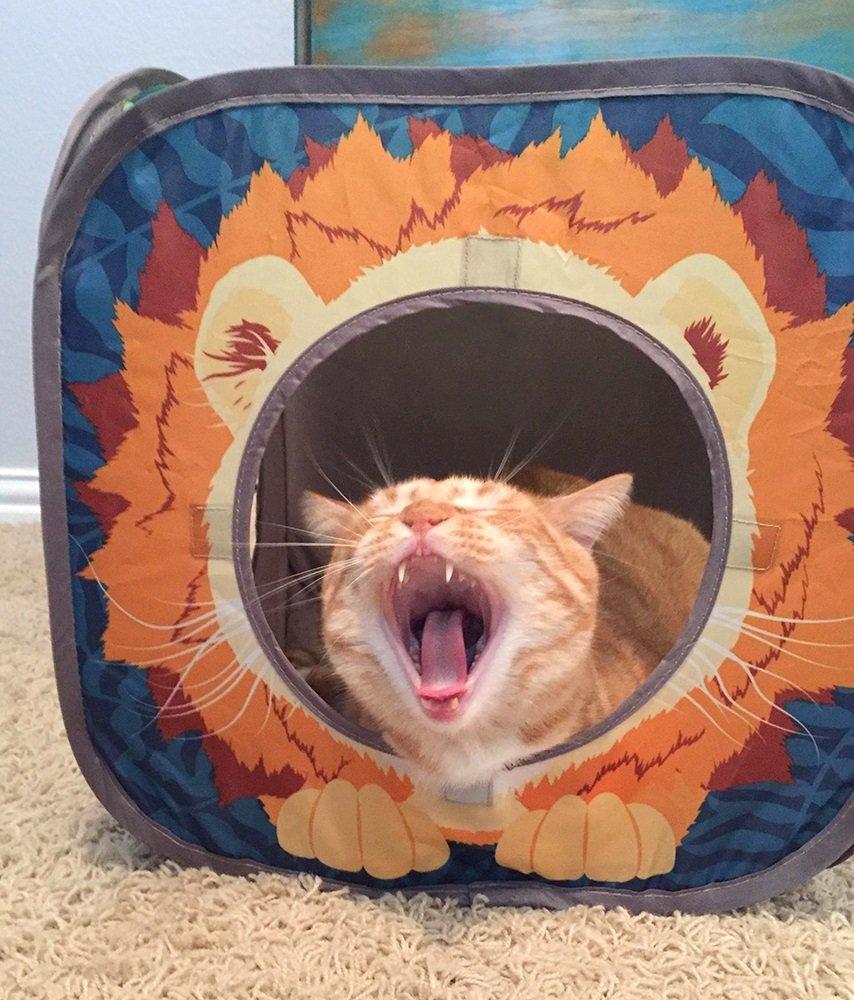 Kitty City Jungle Cat Cube Combo, Collapsible Cat Cube, Cat Bed, Tunnel, Cat Toy