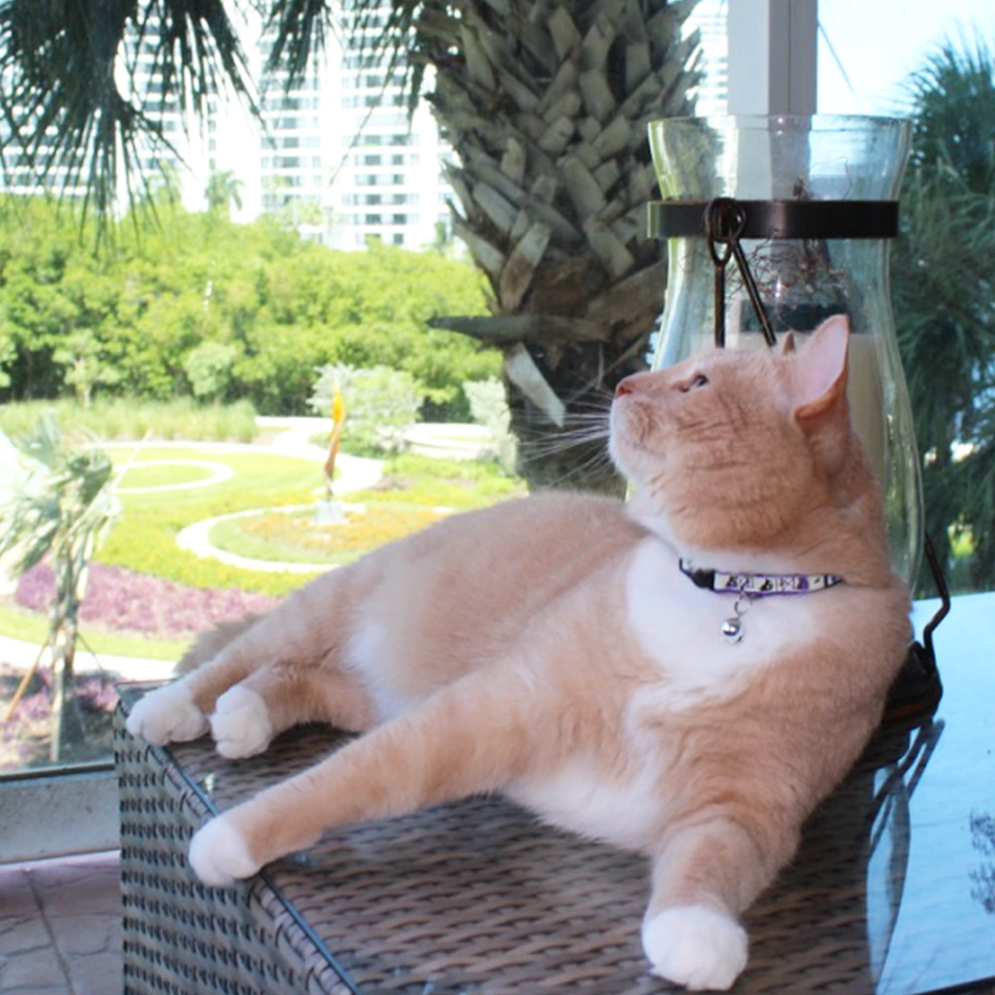 Pawtitas Glow In The Dark Cat Collar With Safety Buckle And Removable Bell Cat Collar Kitten Collar Green Cat Collar