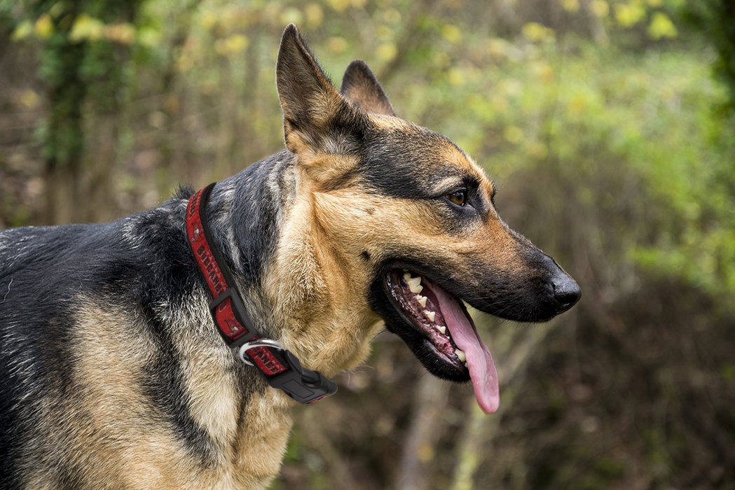 Pets First NFL Tampa Bay Buccaneers Licensed PET COLLAR, Large - Heavy-Duty, Strong, and Durable Dog Collar. Available in 31 Foo