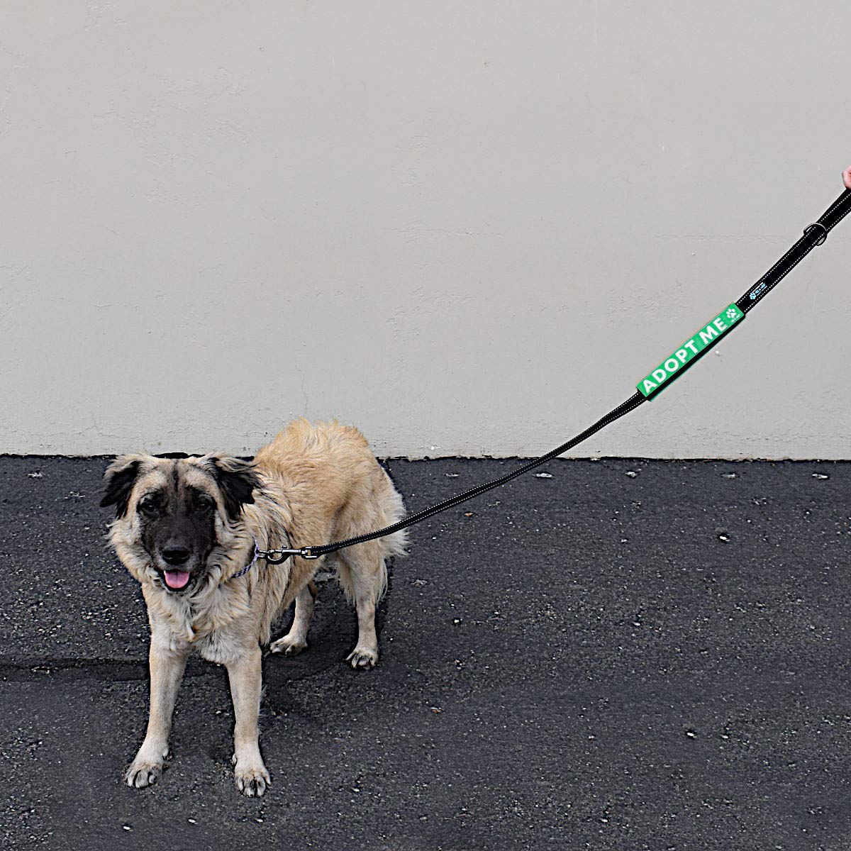 Max and Neo Leash Sleeves Adopt ME - We Donate 1 for 1 to Dog Rescues for Every Product Sold (Green/Single)