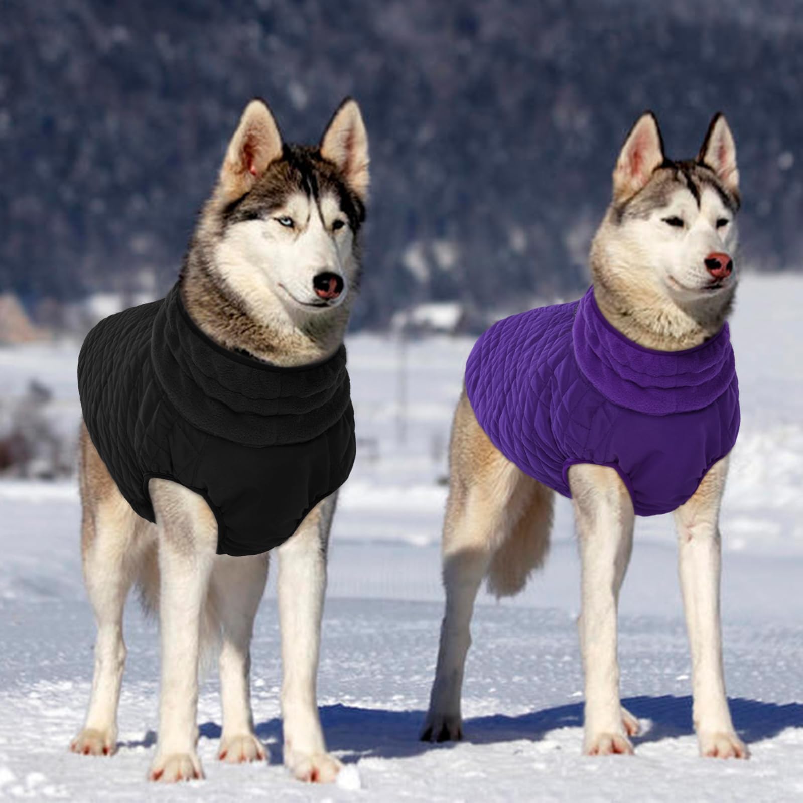 Kuoser Winter Dog Jacket - Purple, Medium, Snow & Cold Weather Coat For French Bulldog, Boston Terrier