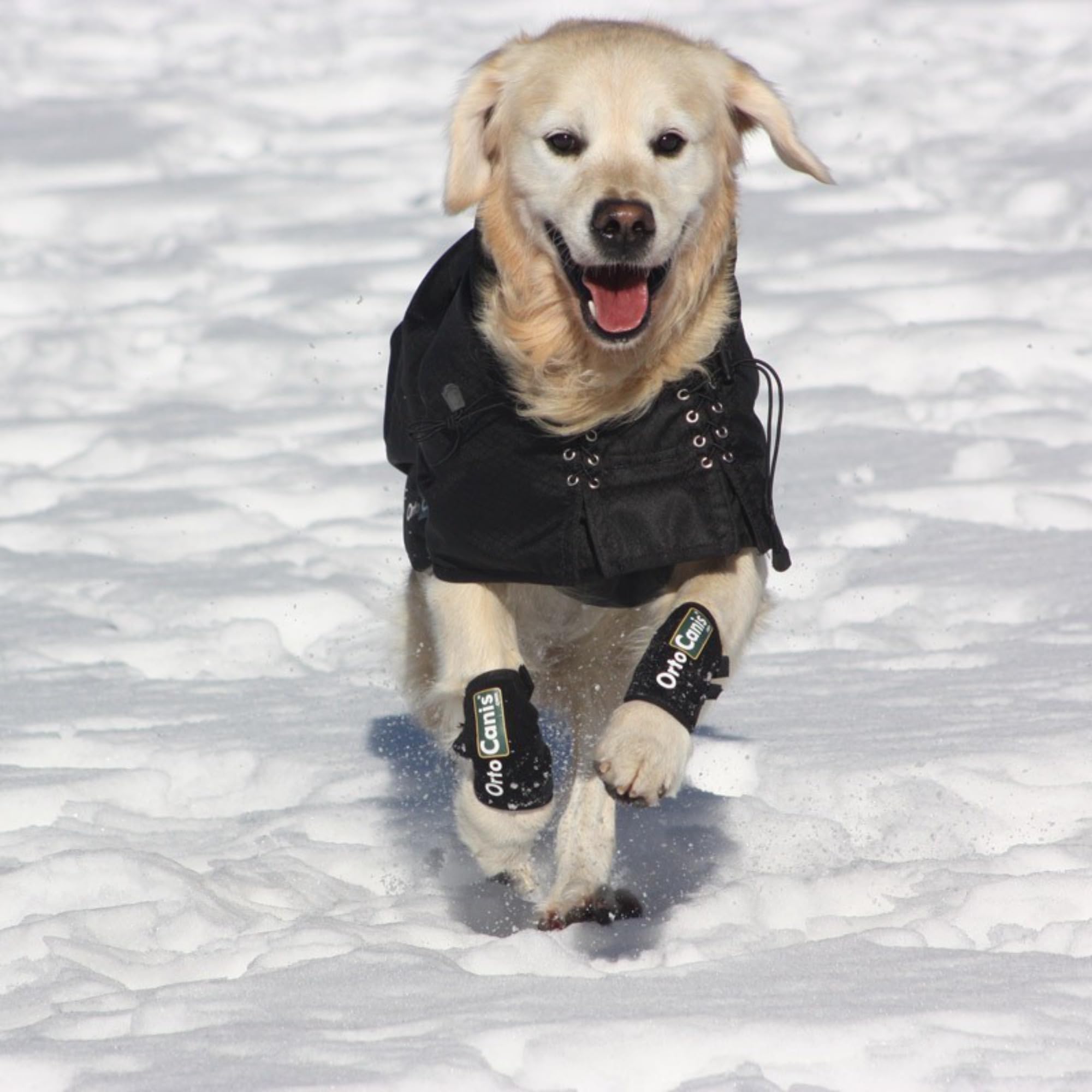 Ortocanis - Carpal Brace for Dogs with Arthrosis, Ligament or Tendon Injuries, or Agility Dogs, Size S