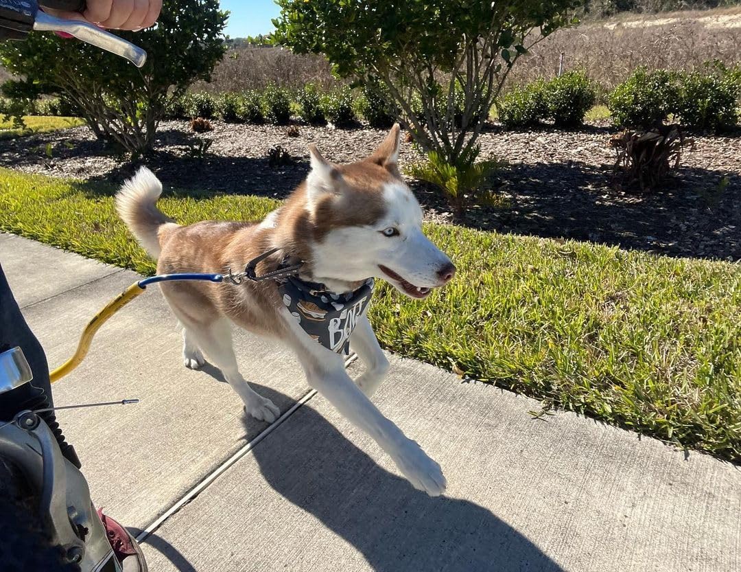 Dog Biking and Walking Collar