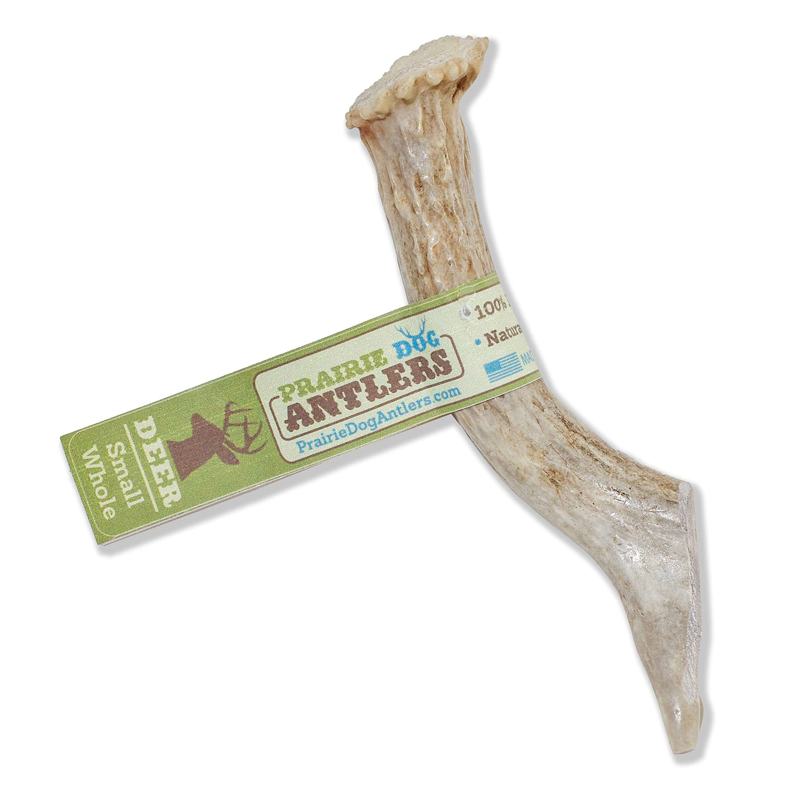 Prairie Dog Antlers | North American Whole Deer Antler | SMALL | Naturally Shed | Hand Harvested | Nutrient Rich | 4-5.5 inches 