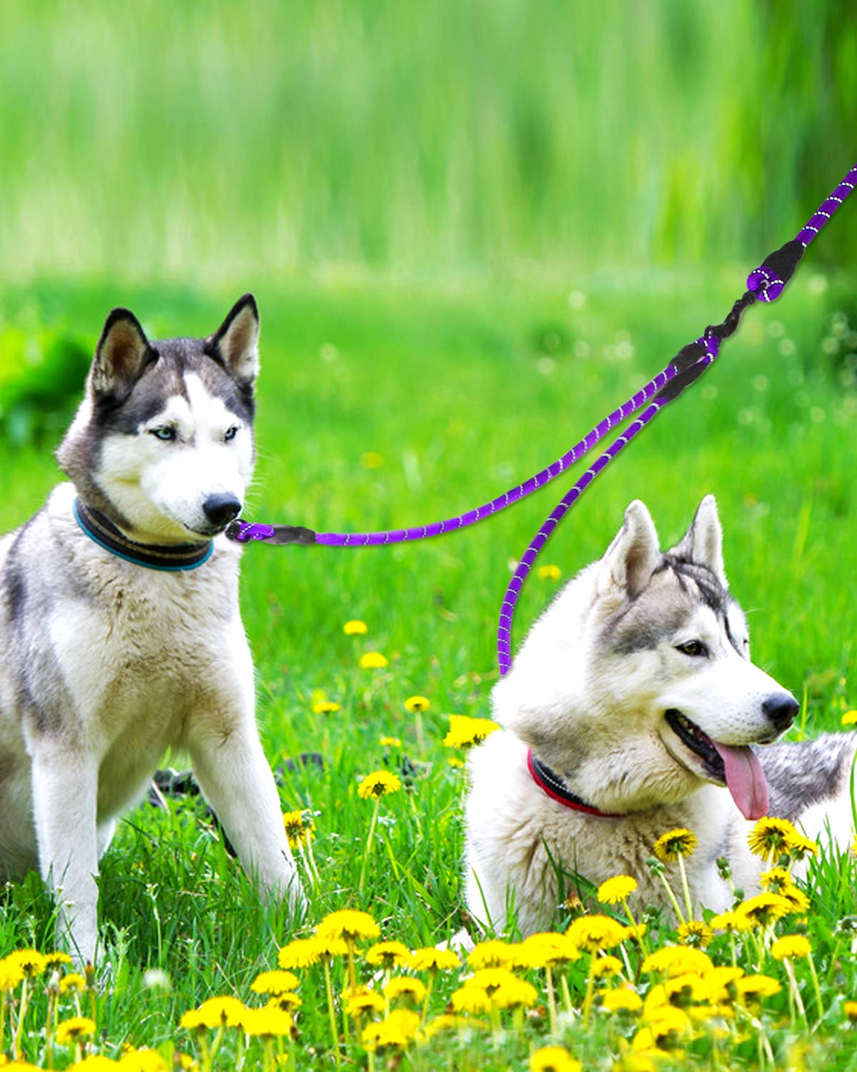 Taglory Double Dog Leash | Reflective Rope | No Tangle | Double Leash For Two Dogs | Puppy Small Medium Breeds | Purple