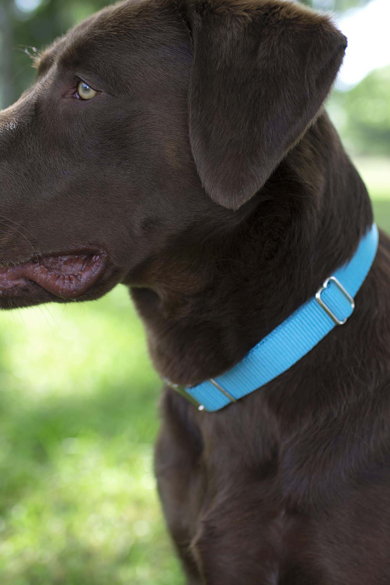 Country Brook Design - Ice Blue Martingale Heavy Duty Nylon Dog Collar - 21 Vibrant Color Options (3/4 Inch Width, Small)