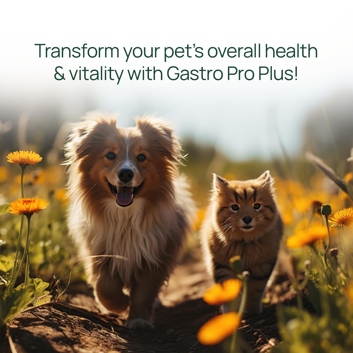 pawTree Gastro Pro Plus® for Dogs and Cats - Probiotics & Digestive Enzymes, 30 ct, Red - Ideal for Sensitive Stomachs & Digestive Issues