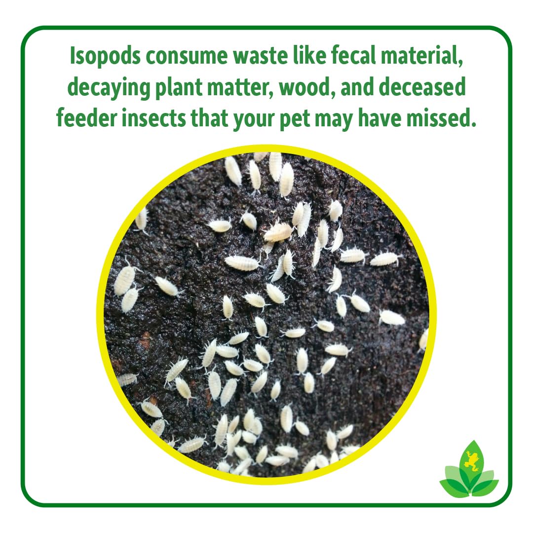 Joshs Frogs Dwarf Tropical White Isopods (25 ct) and Temperate Springtails (8oz) Bioactive Clean Up Crew Bugs Bundle