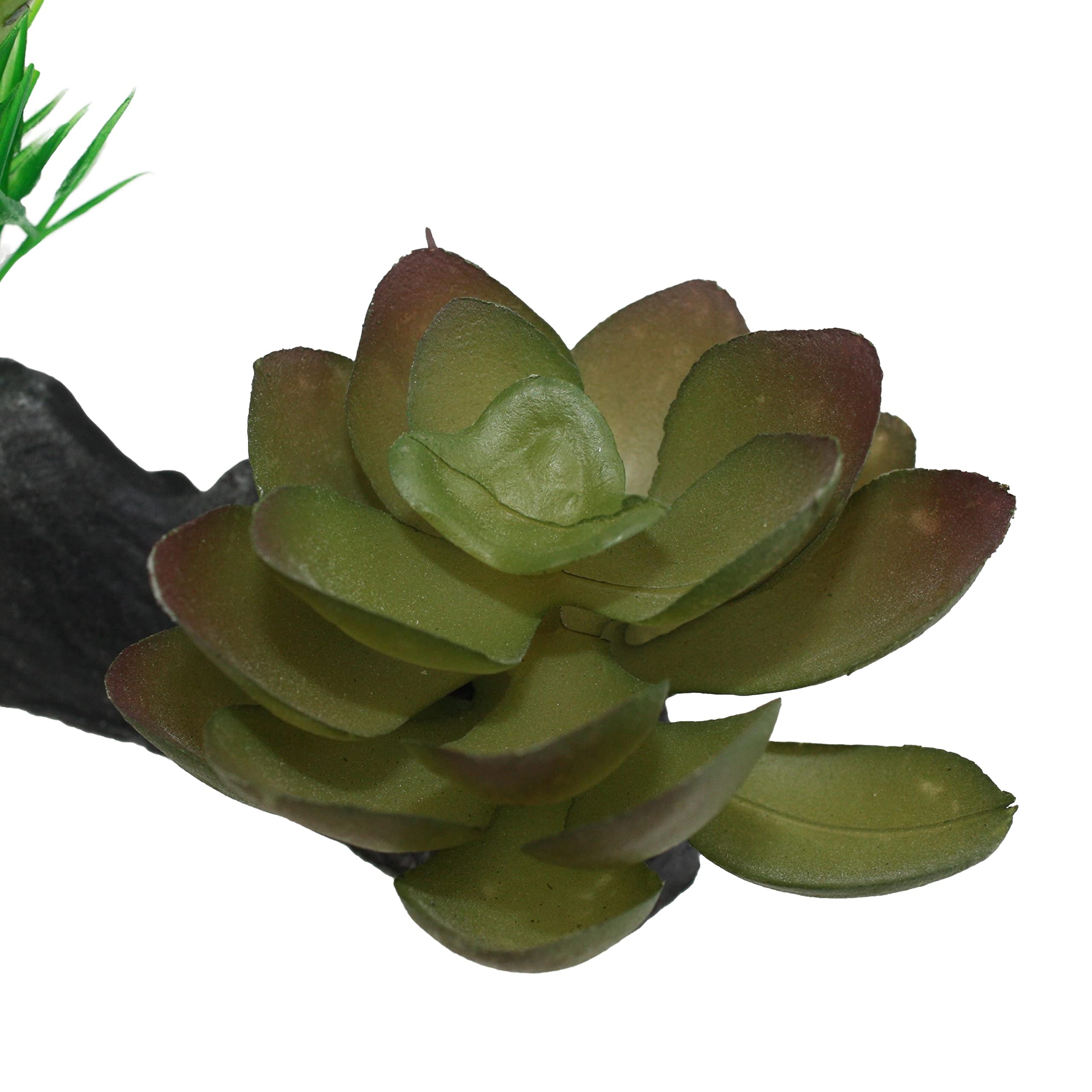 Multi Pet 48593312: Komodo Succulent Plant