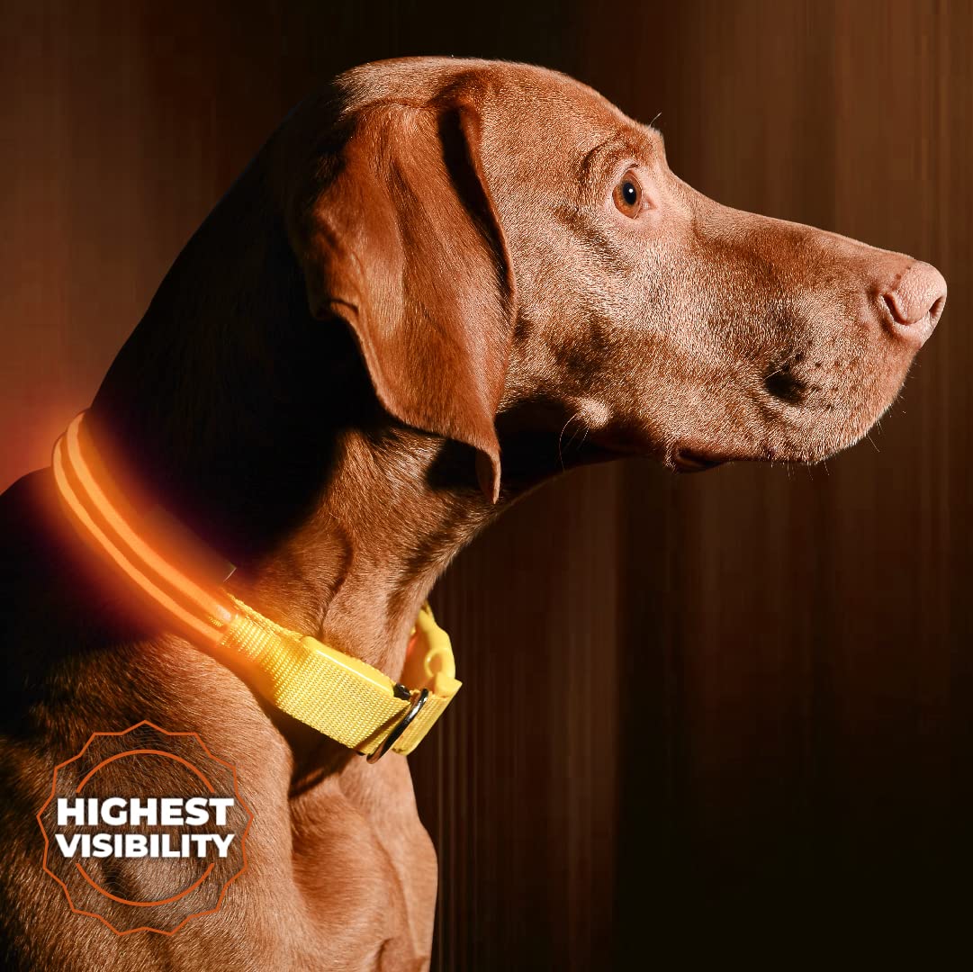 LED Dog collar, USB Rechargeable, X-Small (9 - 13.7  23 - 35cm), Bright Orange