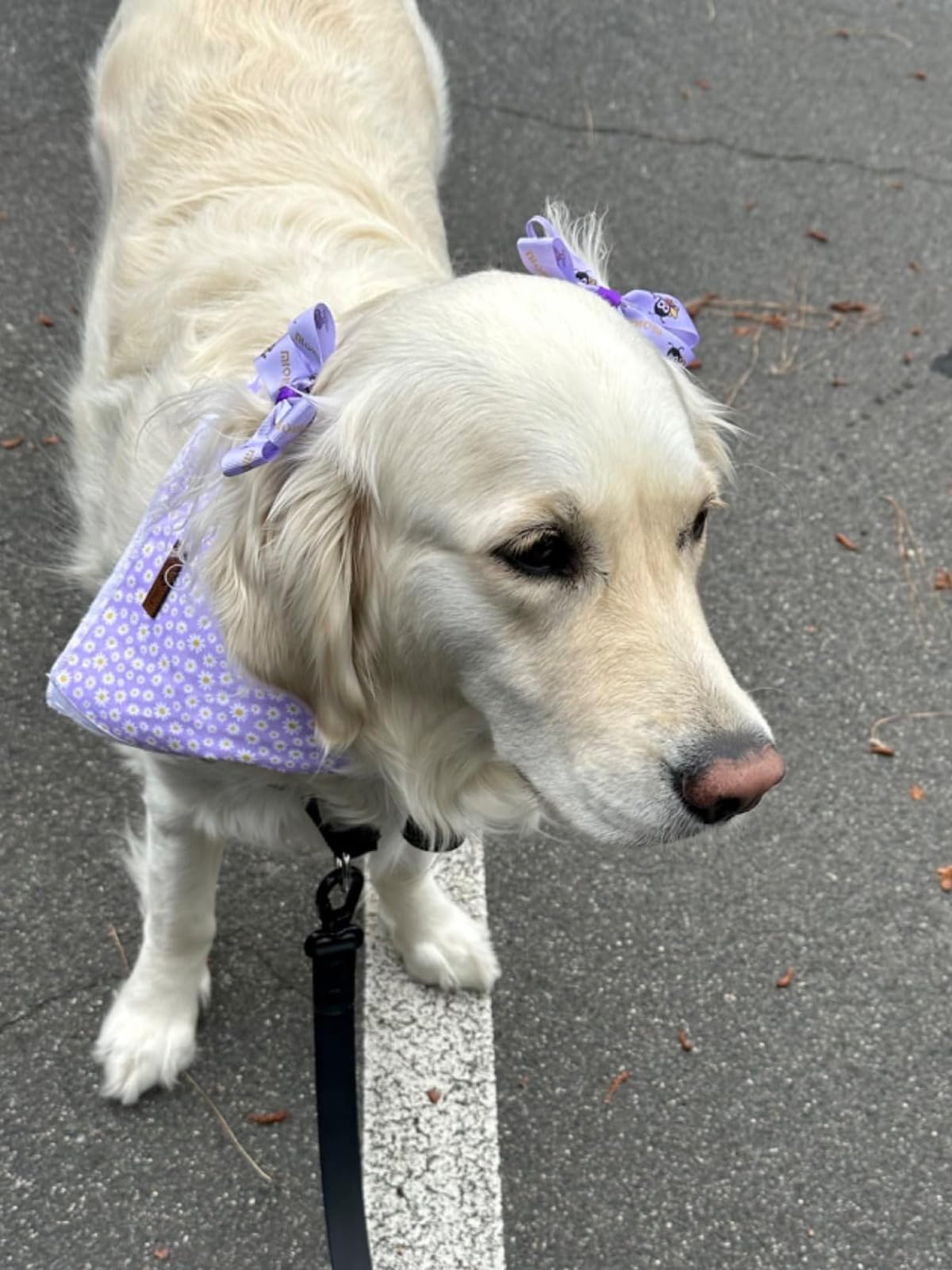 Lionet Paws Spring Daisy Dog Bandana Washable Cotton Handkerchief Scarf Triangle Bandana for Small Medium Large Dogs Girl Boy