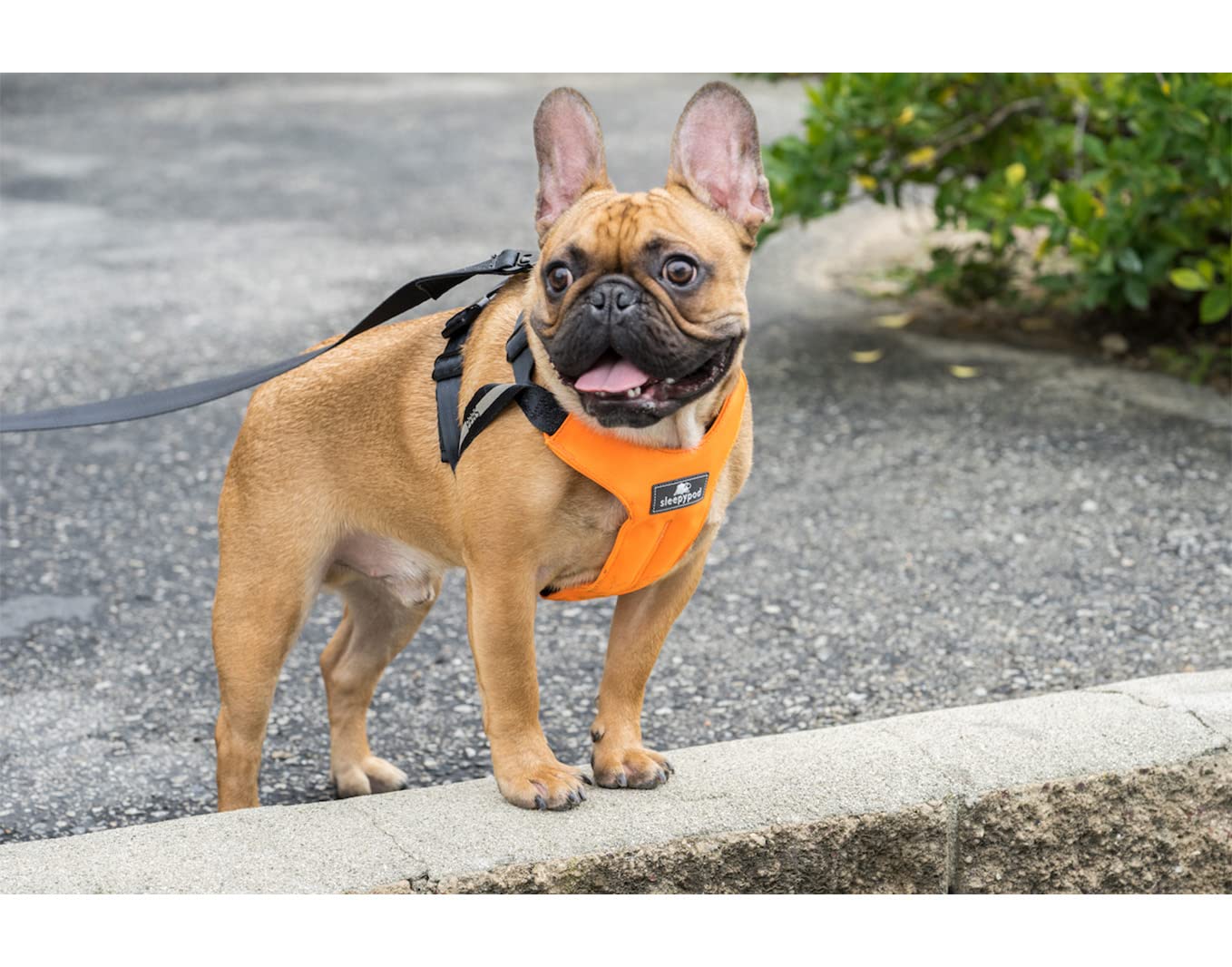 Clickit Sport Plus - Crash-Tested And Safety Certified Car Seat Belt Harness For Dogs (Extra Large, Orange Dream)