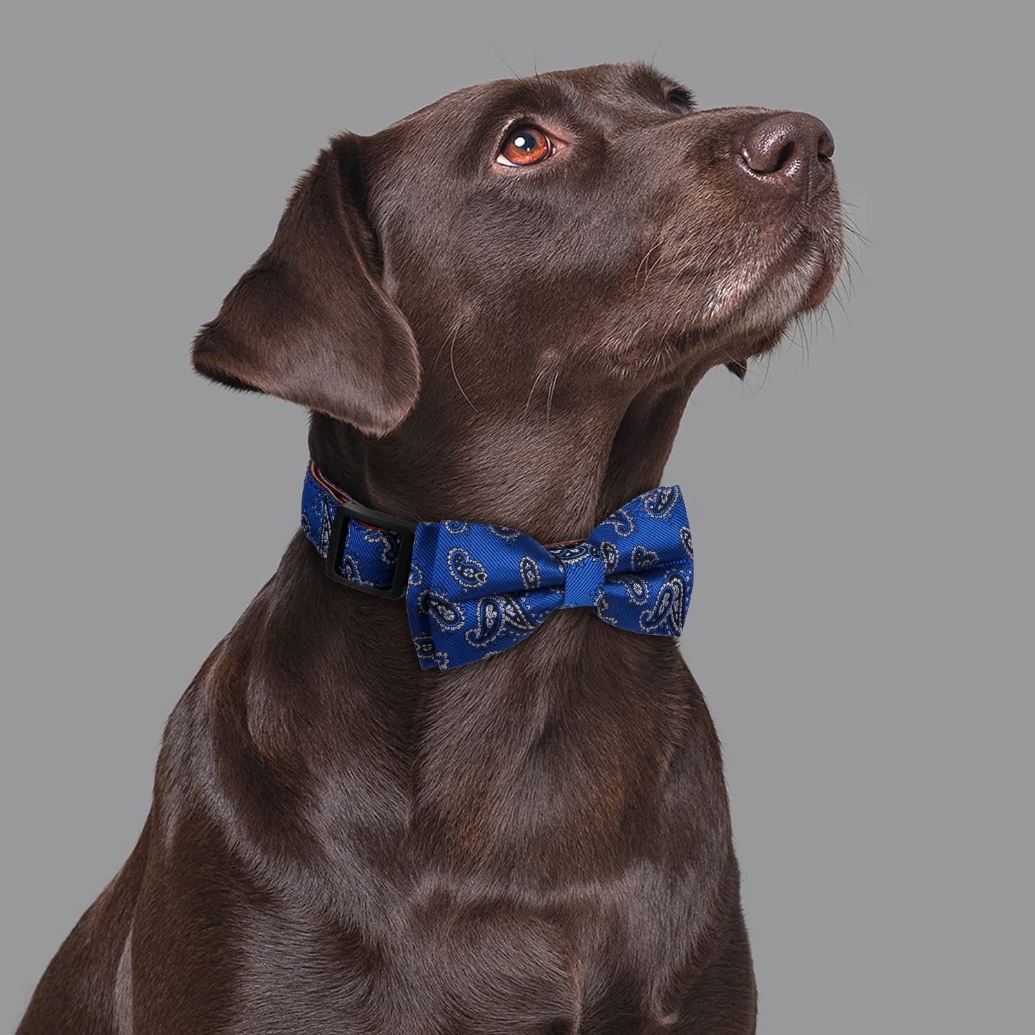 Rhea Rose Bowtie Dog Collars Blue Paisley Pattern Large