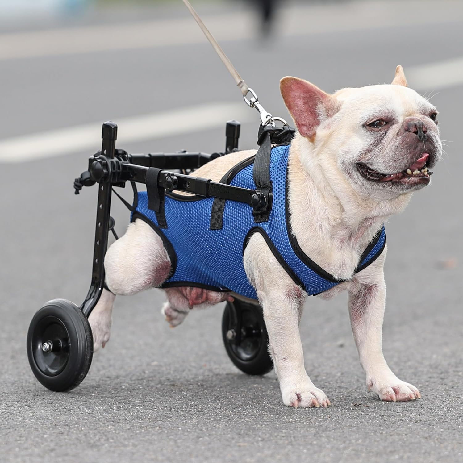 Adjustable Small Dog Wheelchair - Mobility Aid for Disabled Pets,Small Dog Wheelchair for Back Legs, Leg Brace & Hip Support (Mi