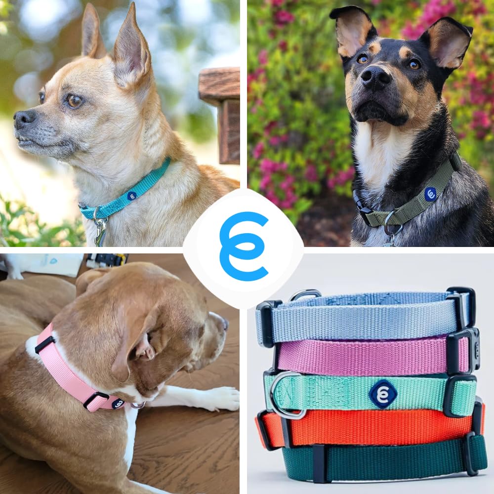 Blueberry Pet Essentials Matching Dog Collar | Adjustable Classic Solid Color Nylon Collar For Medium Dogs | Mint Blue