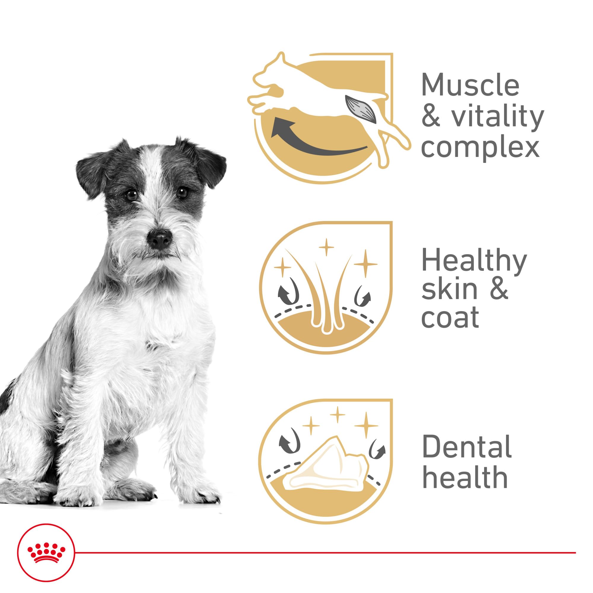 Royal Canin Breed Health Nutrition Jack Russell Terrier Adult Dry Dog Food, 10 lb Bag