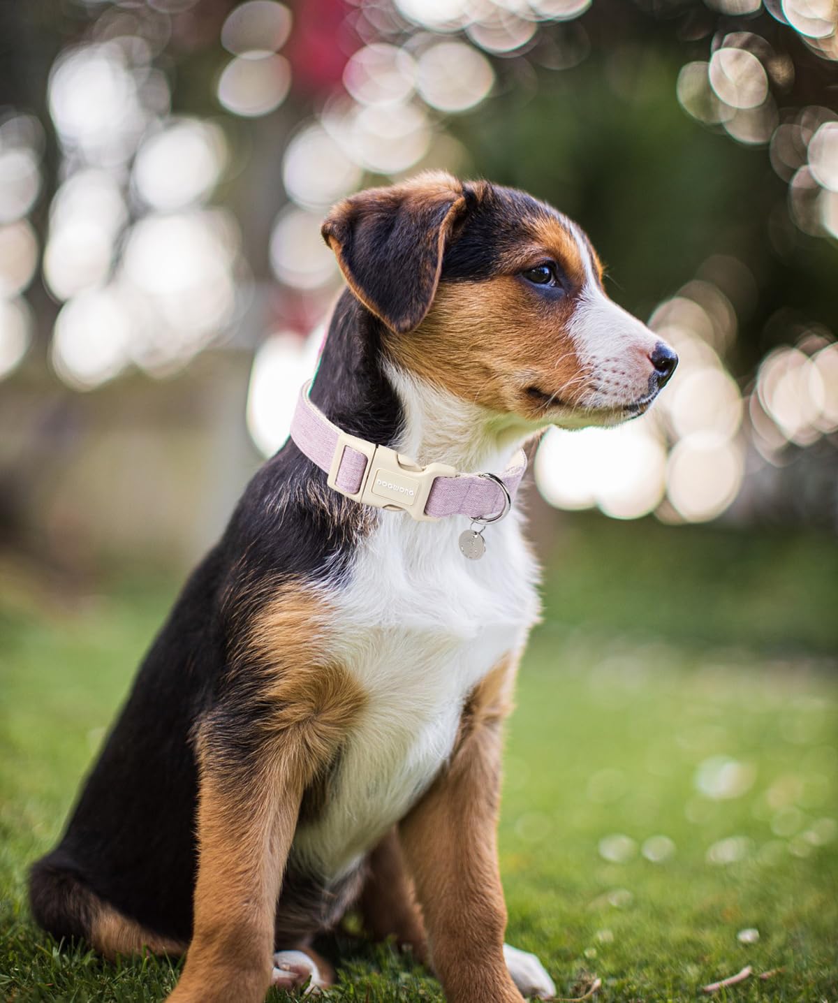 Dogwong Cotton Hemp Dog Collar - Heavy-Duty Adjustable Soft Natural Fabric Pet Collar, Cute Wedding Puppy Necklace For Small Med