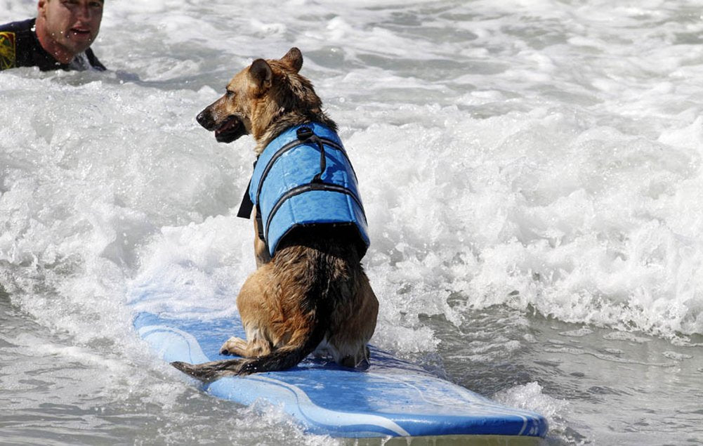 Haocoo Dog Life Jacket Vest Saver Safety Swimsuit Preserver With Reflective Stripes/Adjustable Belt Dogs?Blue Bone,Xxl