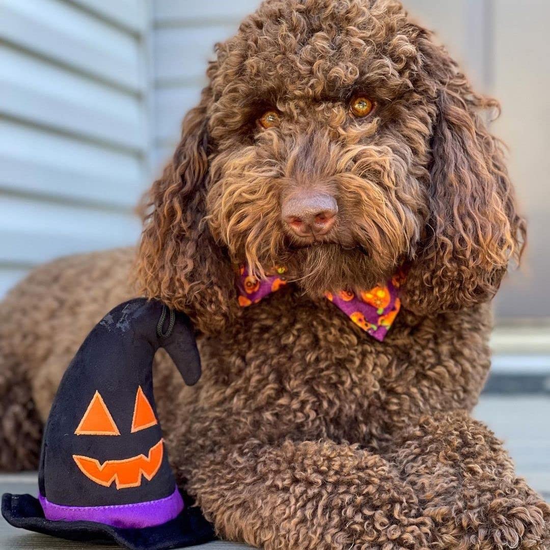Huxley & Kent For Dogs | Witch Hat | Halloween Dog Toy With Squeaker | Funny Dog Toy Gift | Fun, Durable, And Safe | H&K Squeaky Dog