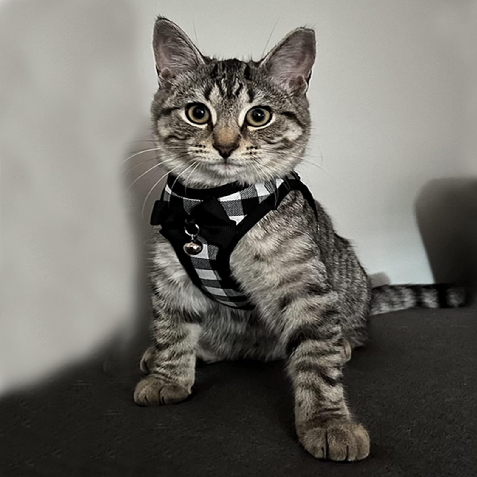 BLUWTE Catcat Walking Harness and Leash,Breathable Soft Kittens Vest for Cats Dogs, Escape Proof with Bell and Bow-Knot Decorati