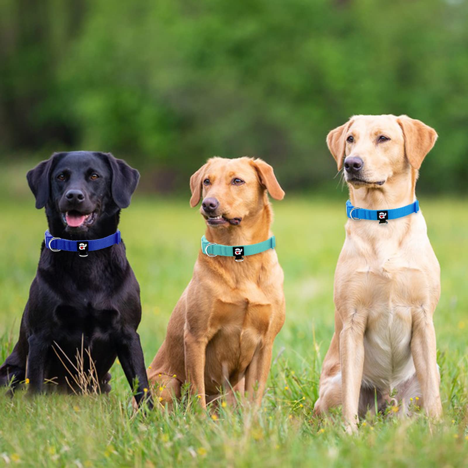 Azuza 3 Pack Dog Collars Comfortable And Adjustable Nylon Dog Collars For Puppy Small Dogs, Xs (8-12Inch),Green, Blue And Royal