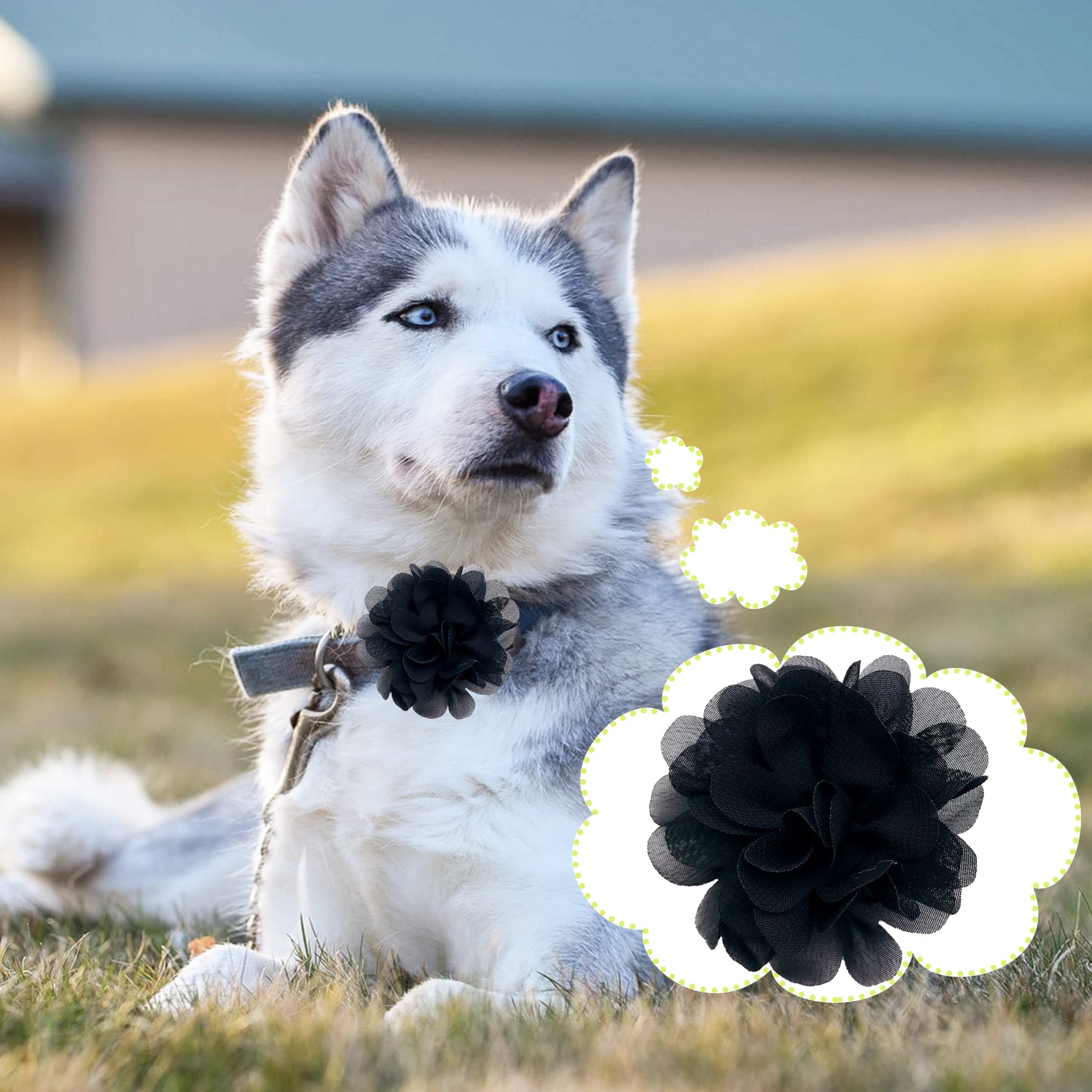 PET SHOW 12pcs Black Dog Collar Bows and Flowers Attachment for Girls Boys Puppies Cats Small Medium Dogs Collars Embellishment