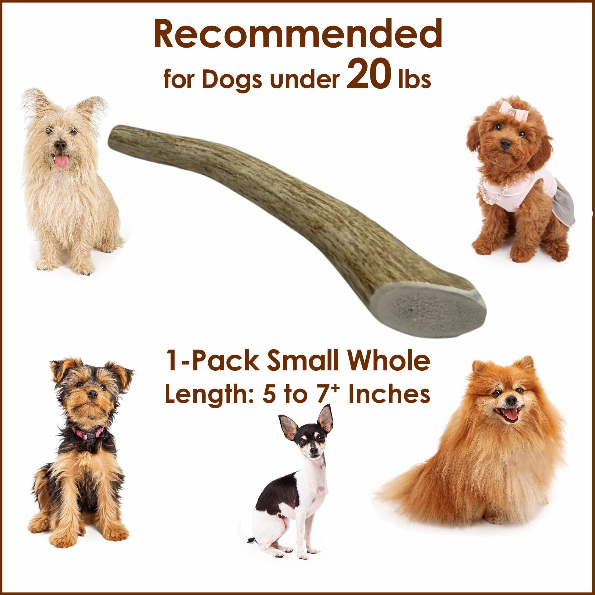 Deluxe Naturals 1-Pack Small Whole Elk Antler Dog Chews (5 to 7+ in) - Long Lasting Natural Dog Bones for Small Dogs Under 20 lb