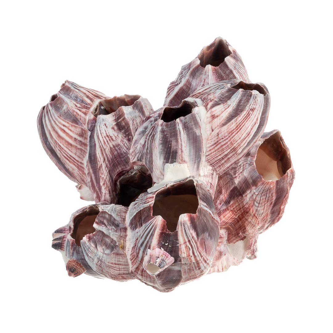 Real Purple Barnacle Cluster - 3-5' - Aquarium Ornament Piece For Decoration - Natural Barnacle Cluster For Craft And Decor - Plus Free Nautical Ebook By Joseph Rains