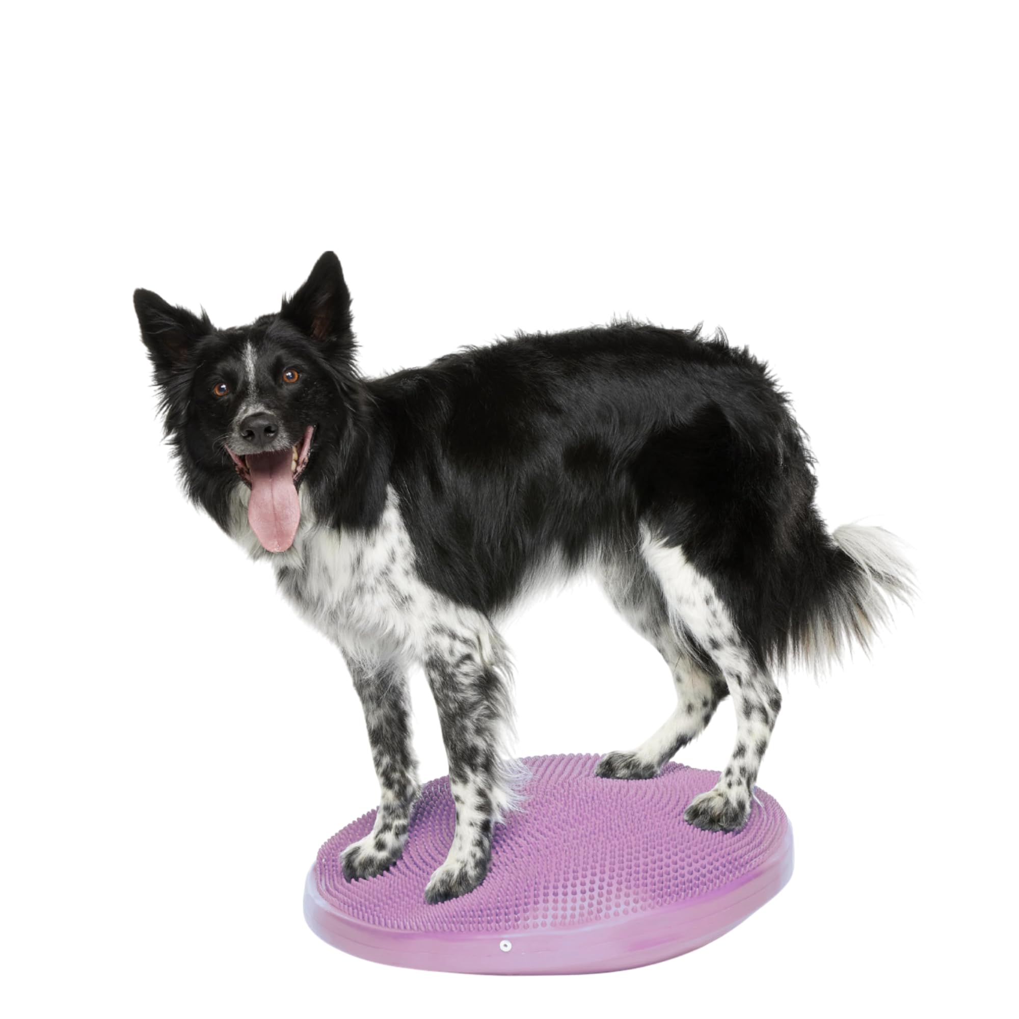 Fitpaws® Dog Balance Disc – 22”, Razzleberry | Dog Exercise Equipment | Workout Tool For Strength, Core, Stability & Rehabilitation