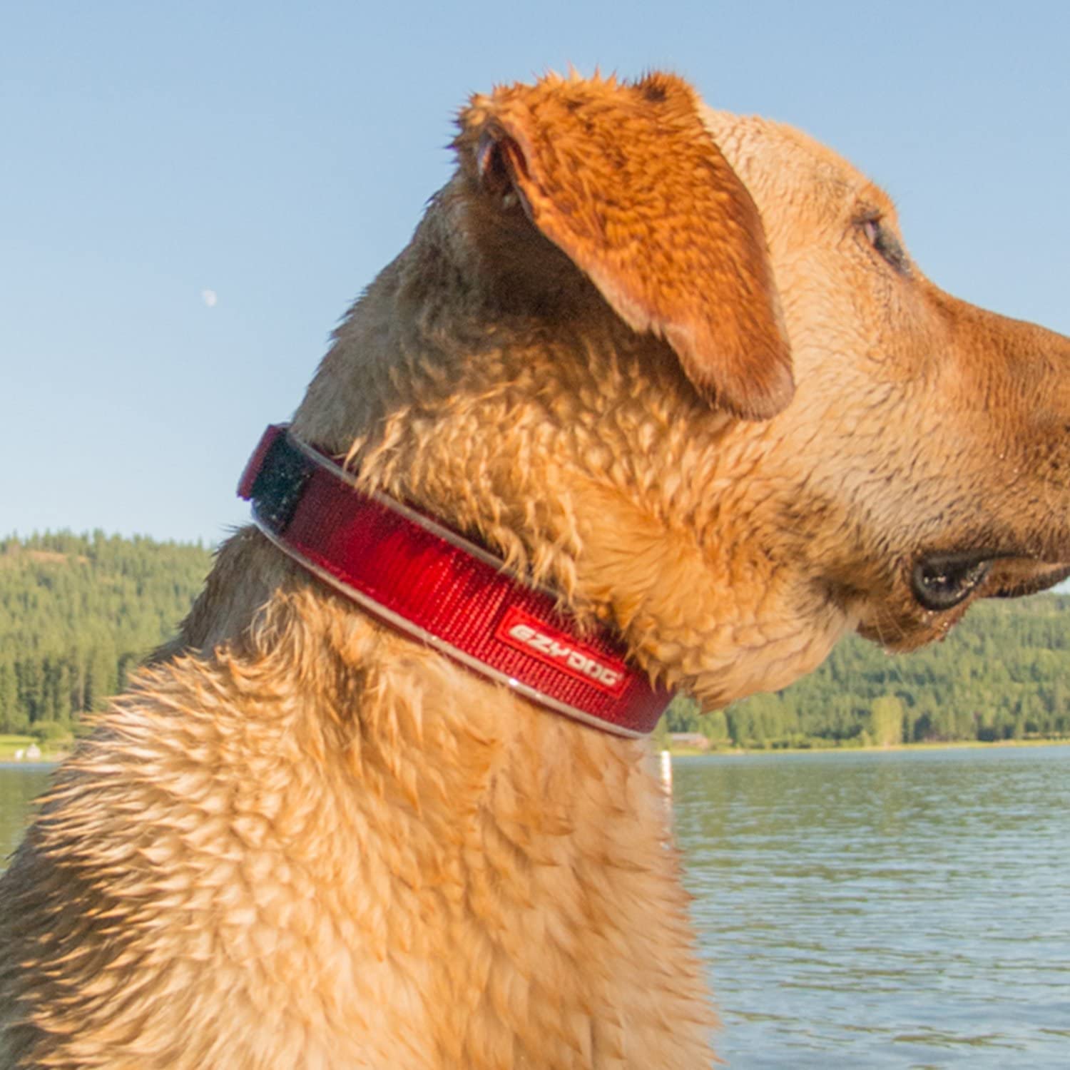 Ezydog Neo Waterproof Dog Collar - Reflective Trim For Nighttime Safety - Adjustable Neoprene Collar With Padding For Superior Comfort - Quick Release Buckle And Built-In Id Clip (Large, Bubblegum)