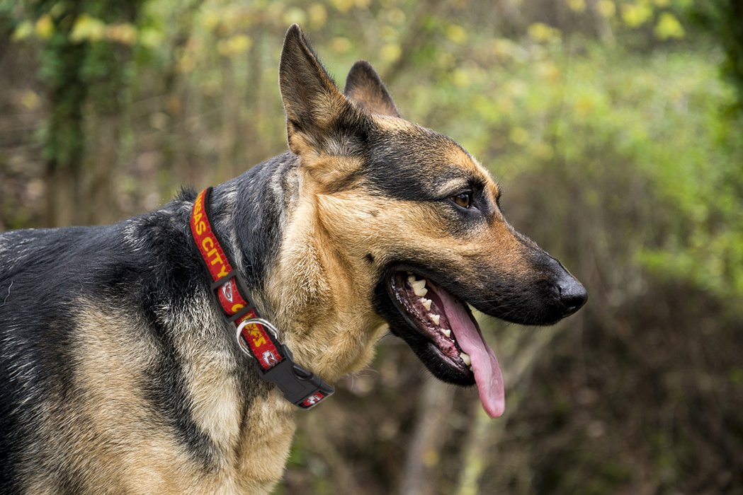 Pets First NFL Kansas City Chiefs Licensed PET COLLAR, Extra Large - Heavy-Duty, Strong, and Durable Dog Collar. Available in 31