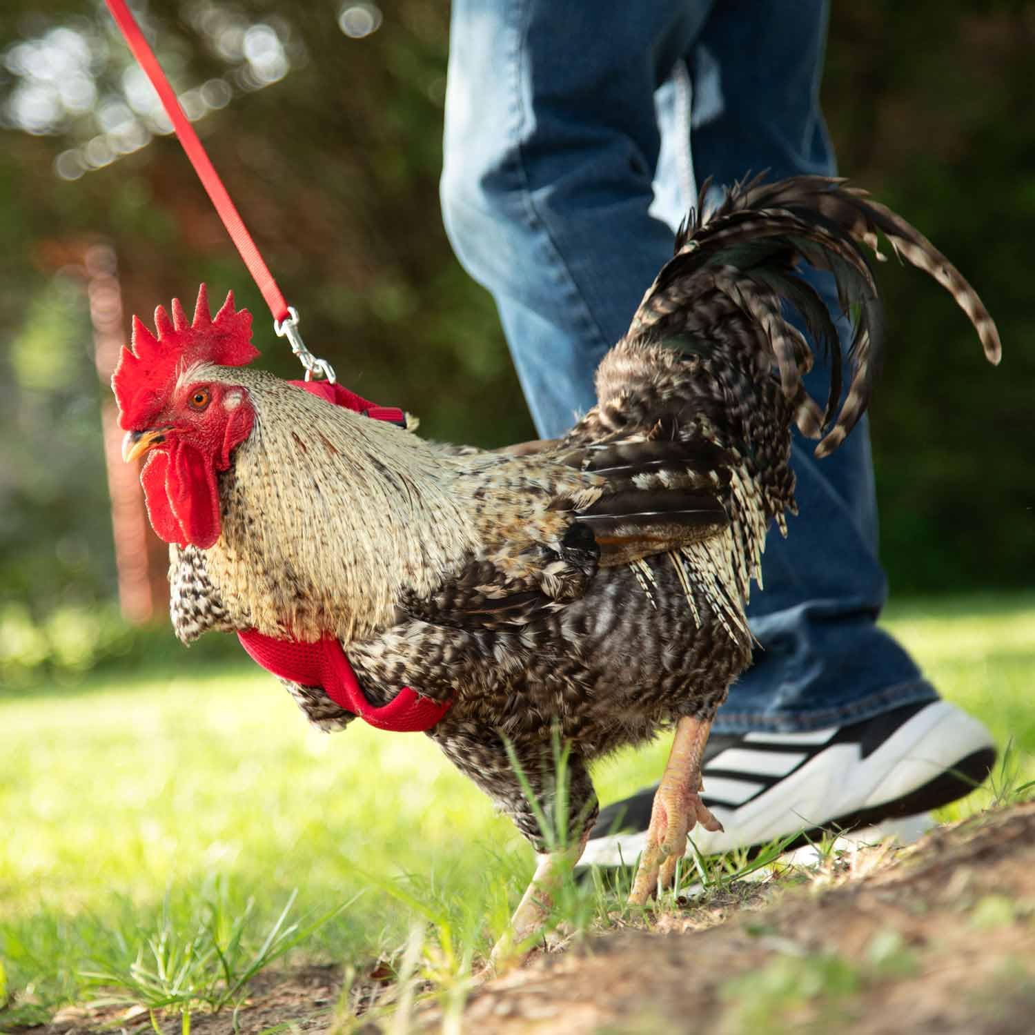 Chicken Harness (Black, Medium)