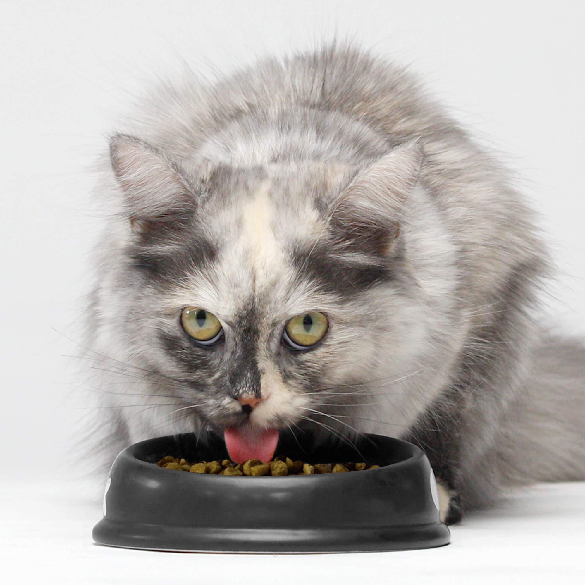 Open Farm Wild-Caught Salmon Grain-Free Dry Cat Food, Responsibly Sourced Pacific Salmon Recipe with Non-GMO Superfoods and No A