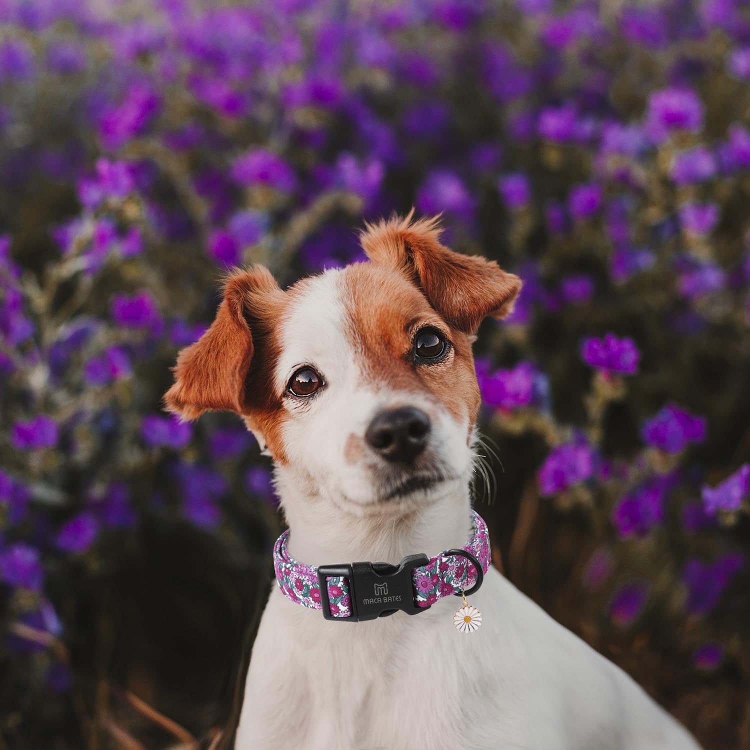 Maca Bates Spring Purple Floral Dog Collar For Dogs With Pretty Daisy Charm And Safety Bcukle Adjustable Durable Soft Basic Coll