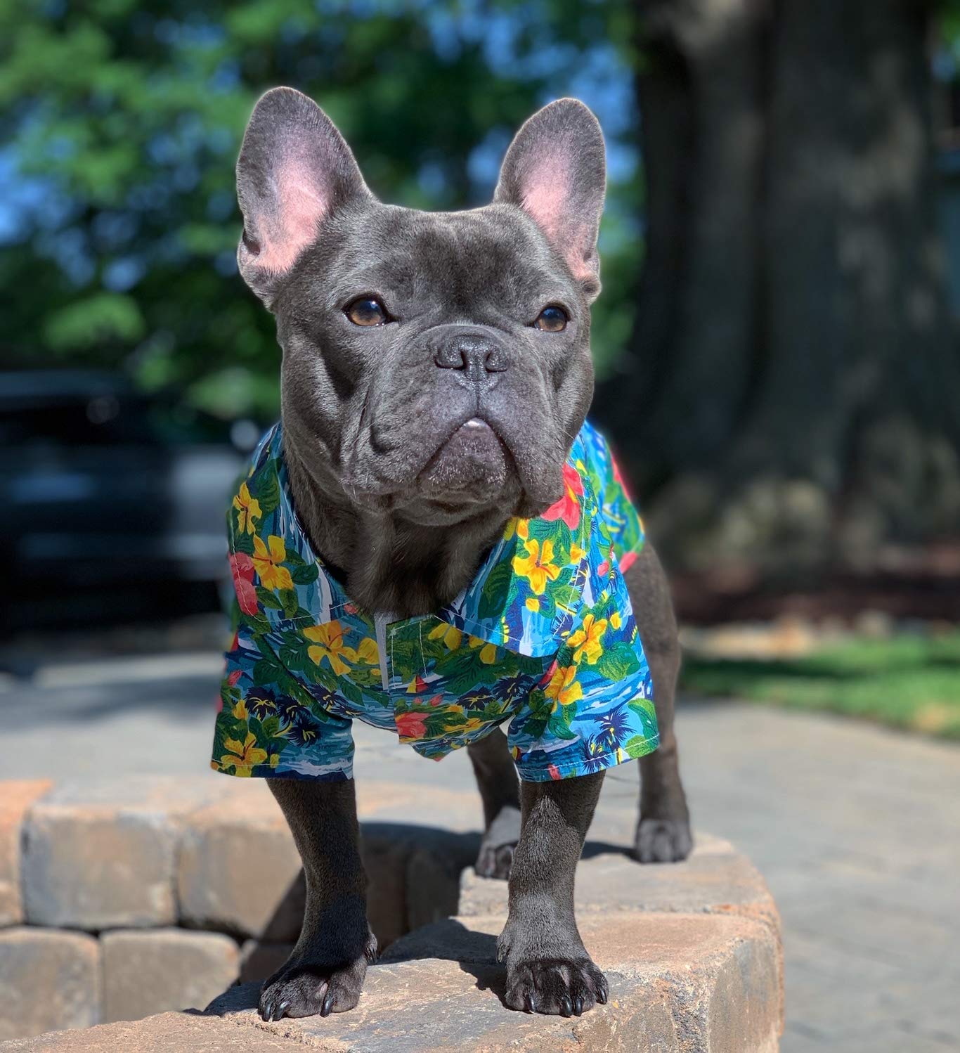 Parisian Pet Hawaiian Dog Shirt - Cotton Summer Clothes - Stylish Beach Outfit - Hook And Loop Closure - Machine Washable For Me