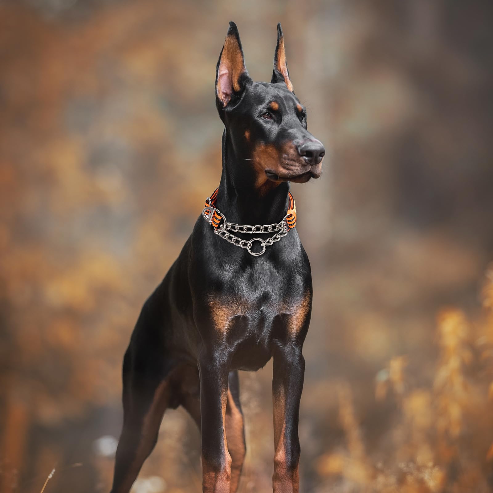 Martingale Collar For Dogs With Soft Padded,Trainer Approved Limited Slip Collar With Steel Chain,Reflective Adjustable Choke Do