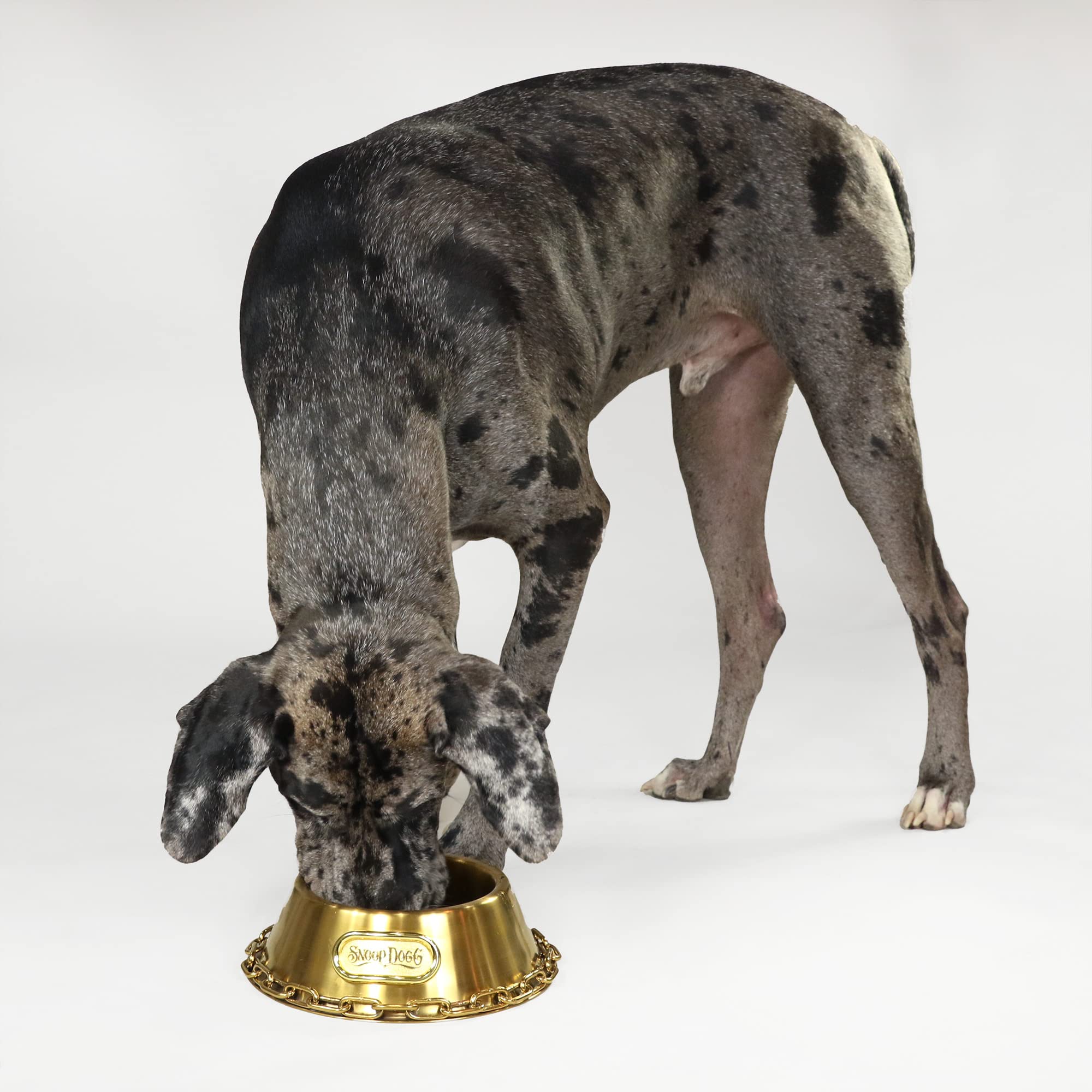 Snoop Doggies Doggs Deluxe Off The Chain Pet Bowl, Gold, Small