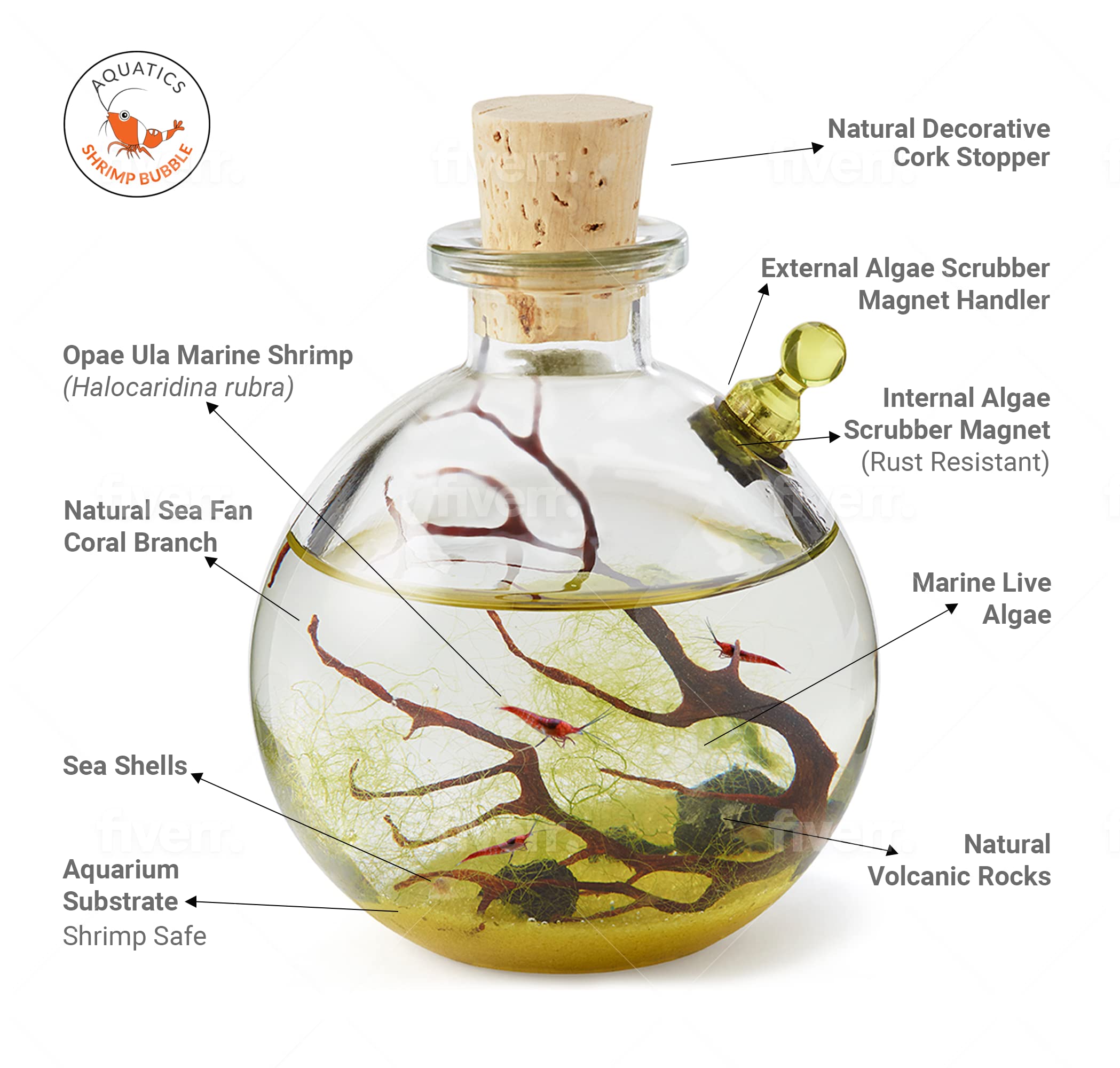 SHRIMP BUBBLE Glass Self-Sustaining Ecosystem - Amber Bubble Tank