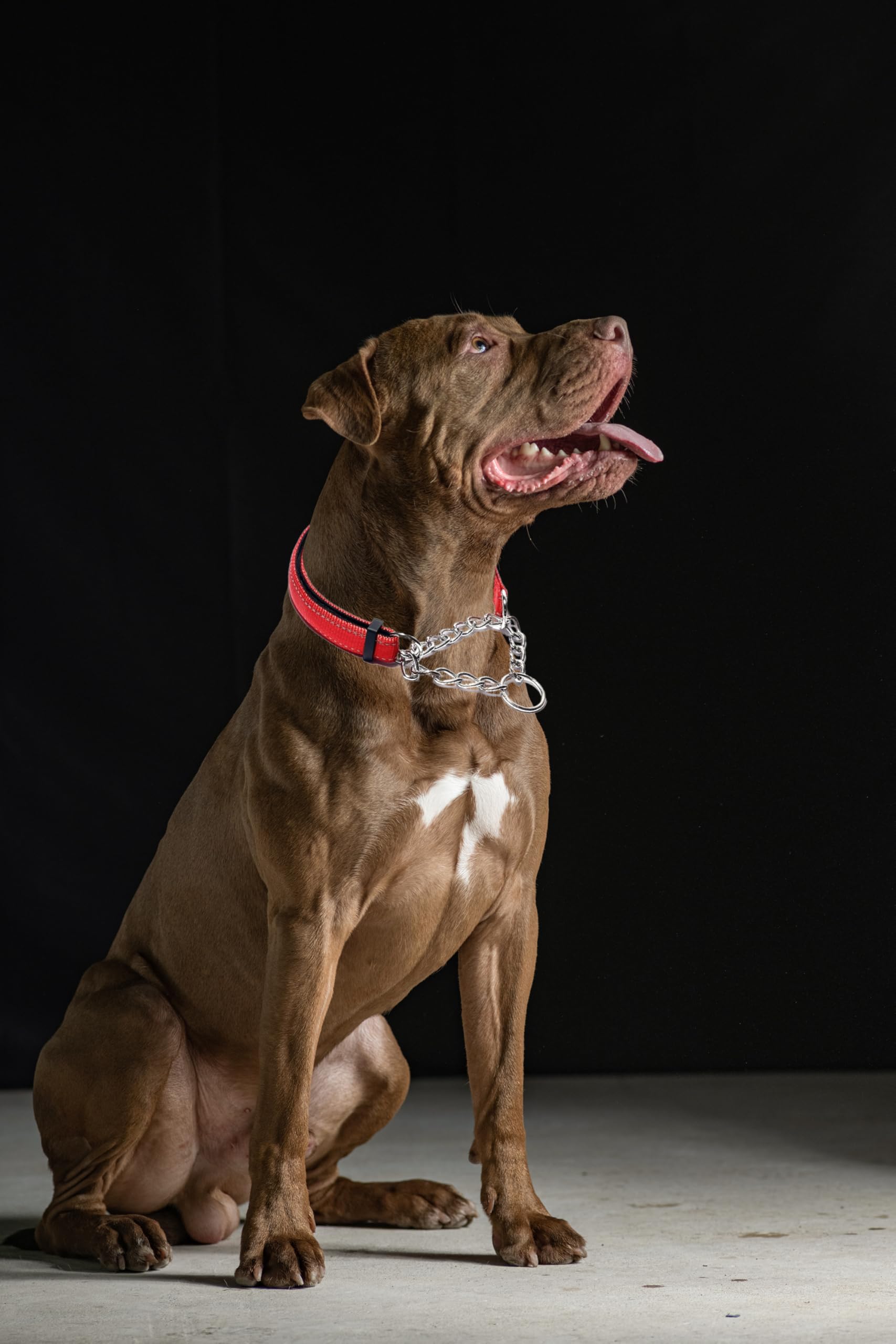 Martingale Collar For Dogs, Reflective Nylon Soft Padded No Pull Training Collars Adjustable Stainless Steel Chain Collar For Sm